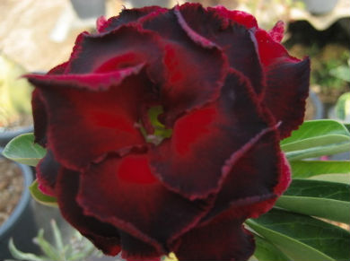 (image for) Adenium Obesum Black Panther 5 Seeds - Click Image to Close